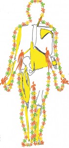 La chaine musc ant.  .jpg5