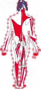 La chaine musculaire post.jpg4